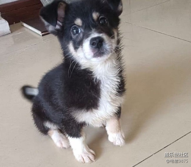 【萌萌的寵物】小黑