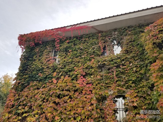 【哈爾濱星部落】【哈爾濱之秋】