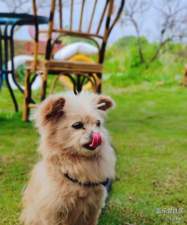 【萌萌的寵物】小狗狗