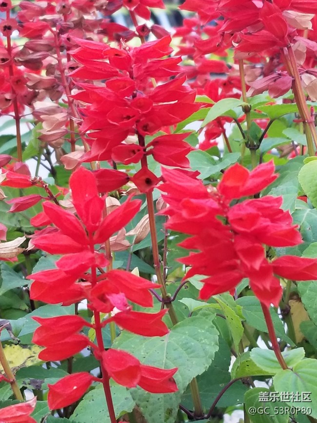 【哈爾濱星部落】【哈爾濱之秋】