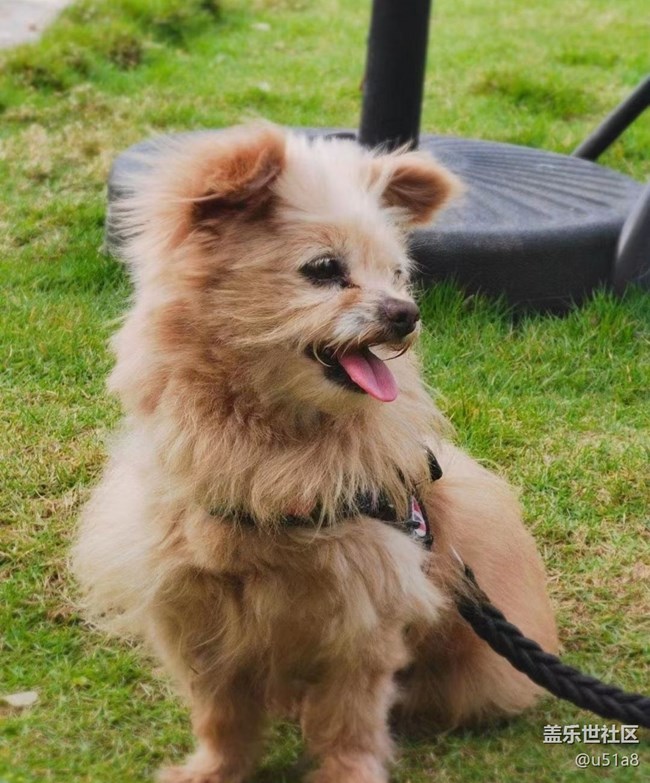 【萌萌的寵物】小狗狗