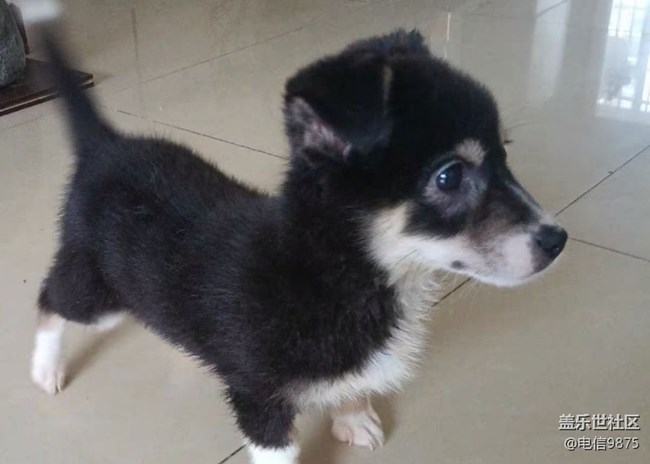 【萌萌的寵物】小黑