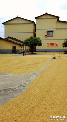 【金秋時節(jié)】豐收