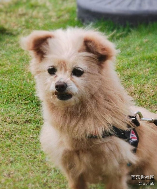 【萌萌的寵物】小狗狗