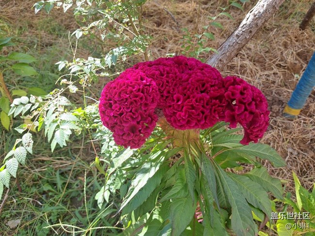 【初秋的顏色】秋天也可以五顏六色