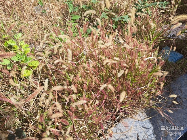 【初秋的顏色】秋天也可以五顏六色