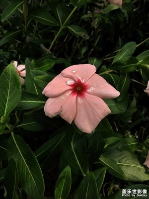 【金秋時節(jié)】+成都植物園