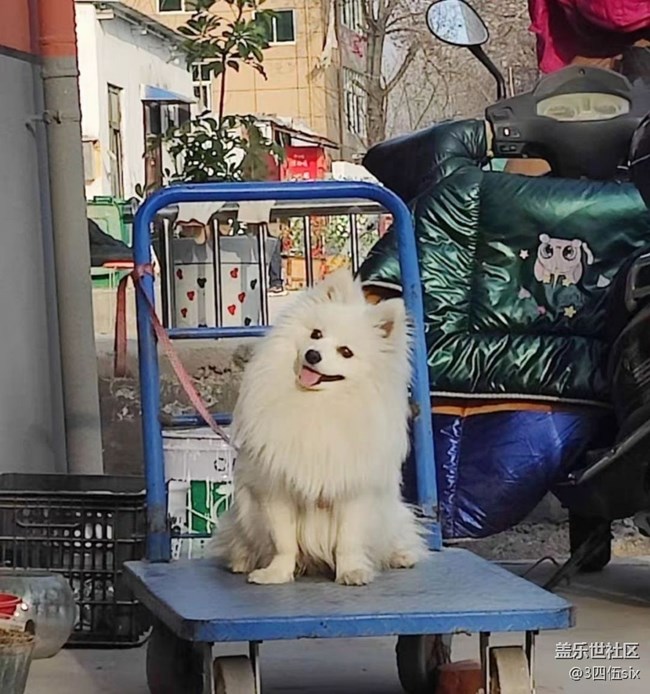 【萌萌的寵物】小白