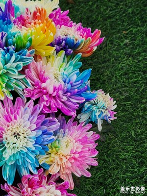 【金秋時(shí)節(jié)】國(guó)慶賞菊（二）