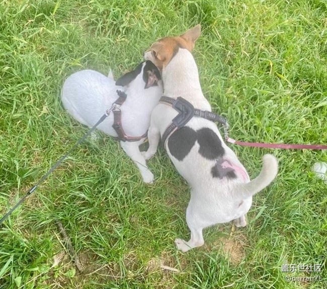 【萌萌的寵物】遛狗