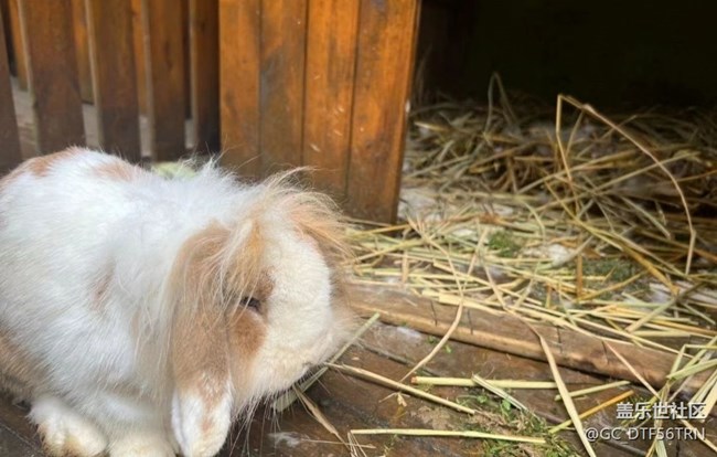 【萌萌的寵物】兔媽