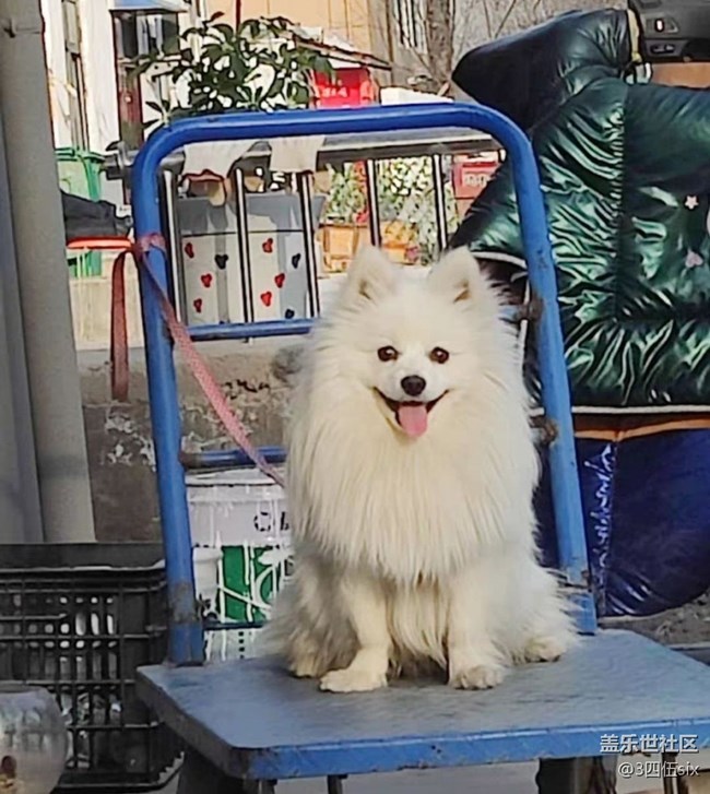 【萌萌的寵物】小白