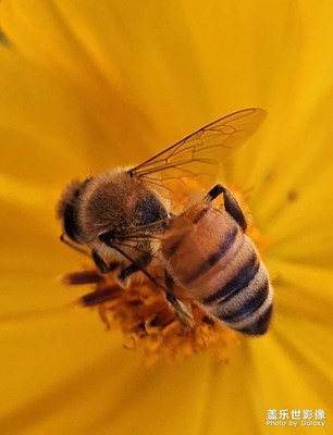 【金秋時節(jié)】+陽光下的小蜜蜂