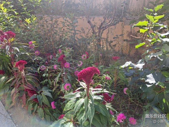 【初秋的顏色】秋天也可以五顏六色