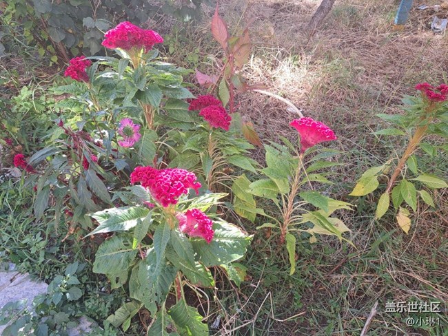 【初秋的顏色】秋天也可以五顏六色