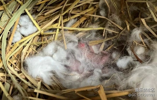 【萌萌的寵物】兔媽