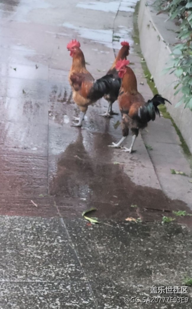 【萌萌的寵物】大公雞