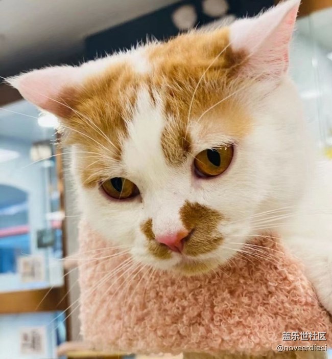 【萌萌的寵物】寵物貓