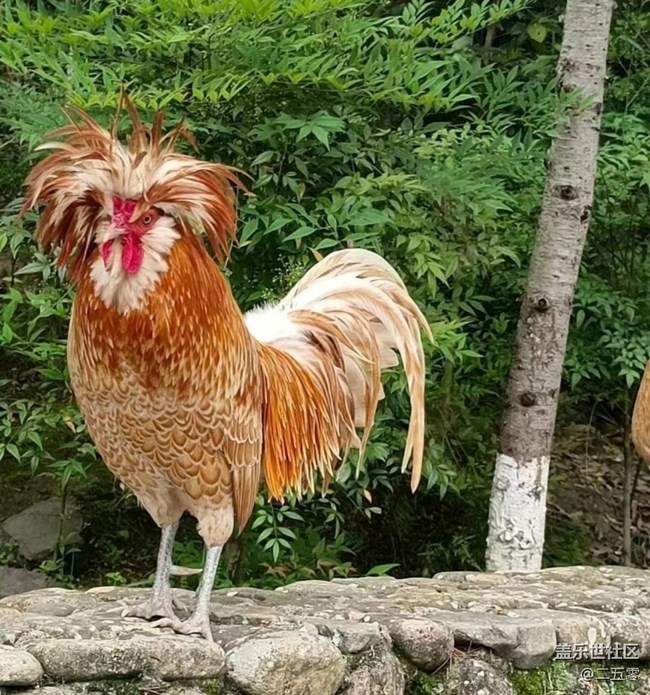 【萌萌的寵物】戰(zhàn)斗雞