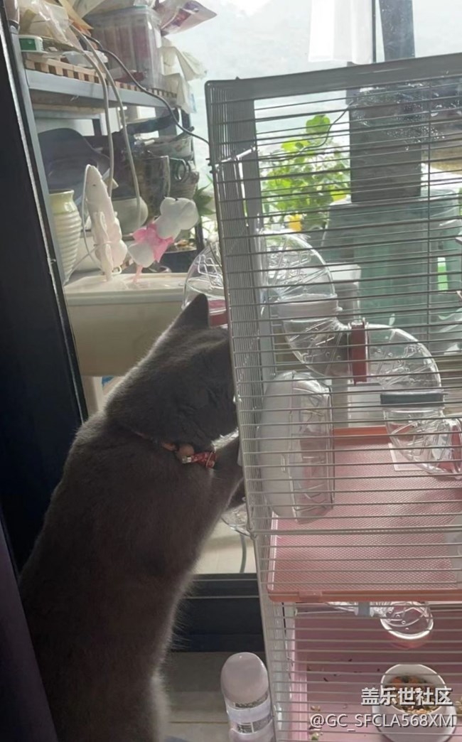 【萌萌的寵物】貓與倉鼠