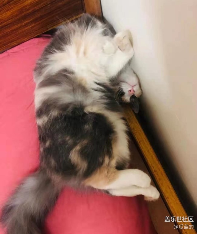 【萌萌的寵物】