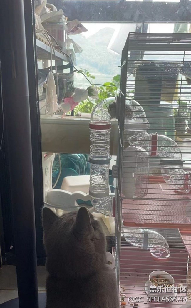 【萌萌的寵物】貓與倉鼠