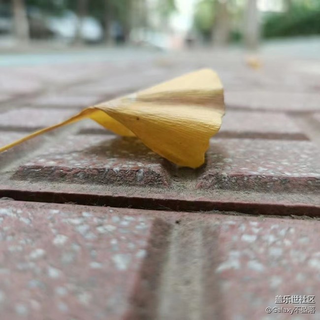 【微距下的秋色】秋之肅，冬漸臨