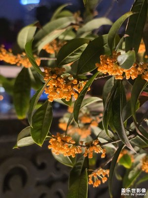 【金秋時(shí)節(jié)】河畔桂香伴月光