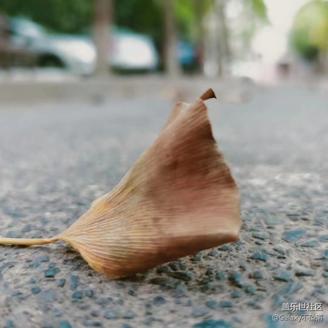 【微距下的秋色】秋之肅，冬漸臨