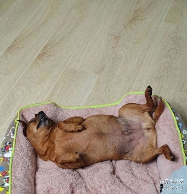 【萌萌的寵物】小狗