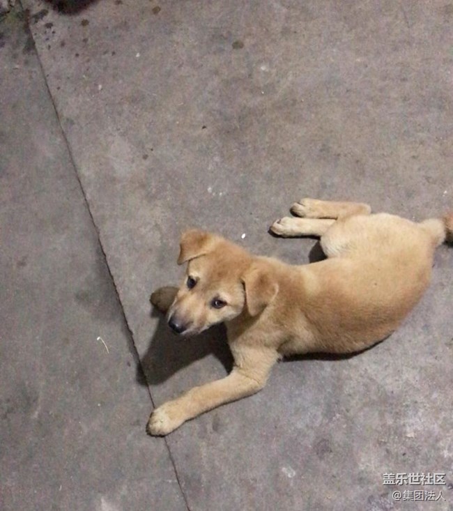 【萌萌的寵物】狗蛋