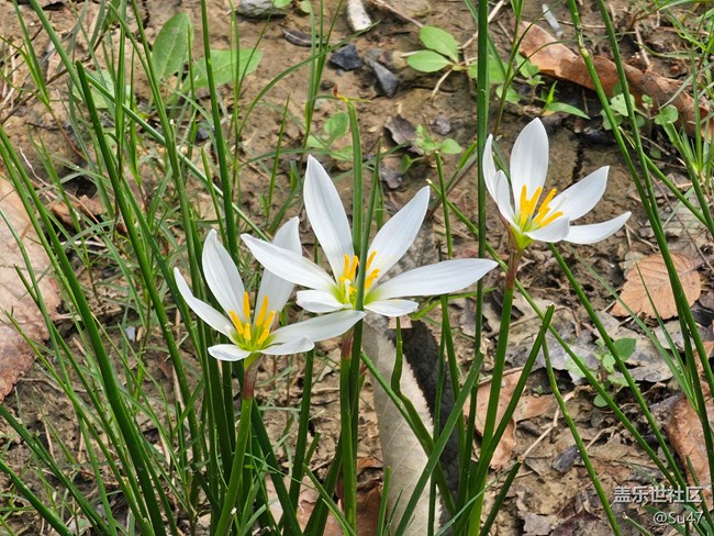 我拍的10倍鏡，無發(fā)白問題