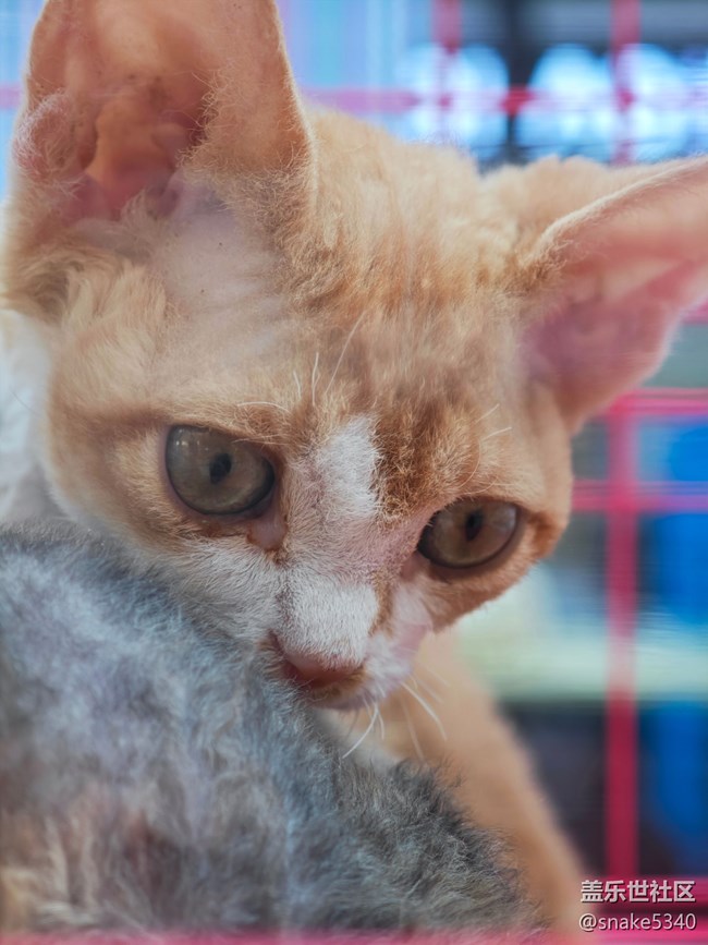 【十月的蜀國(guó)】+ 可愛(ài)小貓