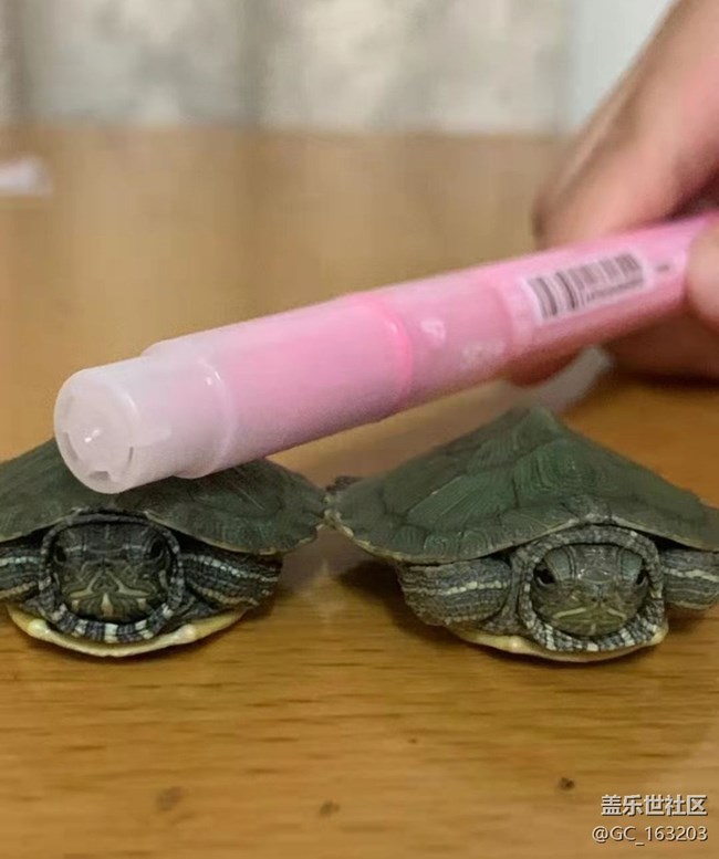 【萌萌的寵物】小烏龜