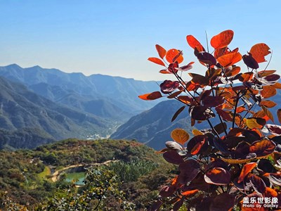 【金秋時節(jié)】+紅葉傳情