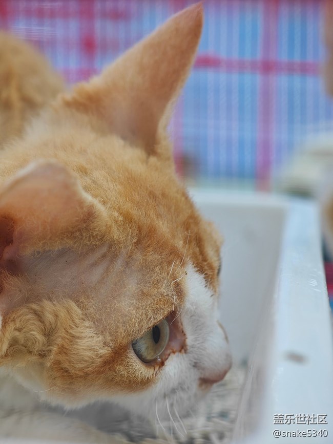 【十月的蜀國(guó)】+ 可愛(ài)小貓