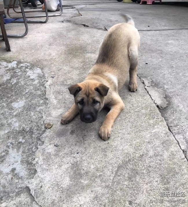 【萌萌的寵物】小土狗