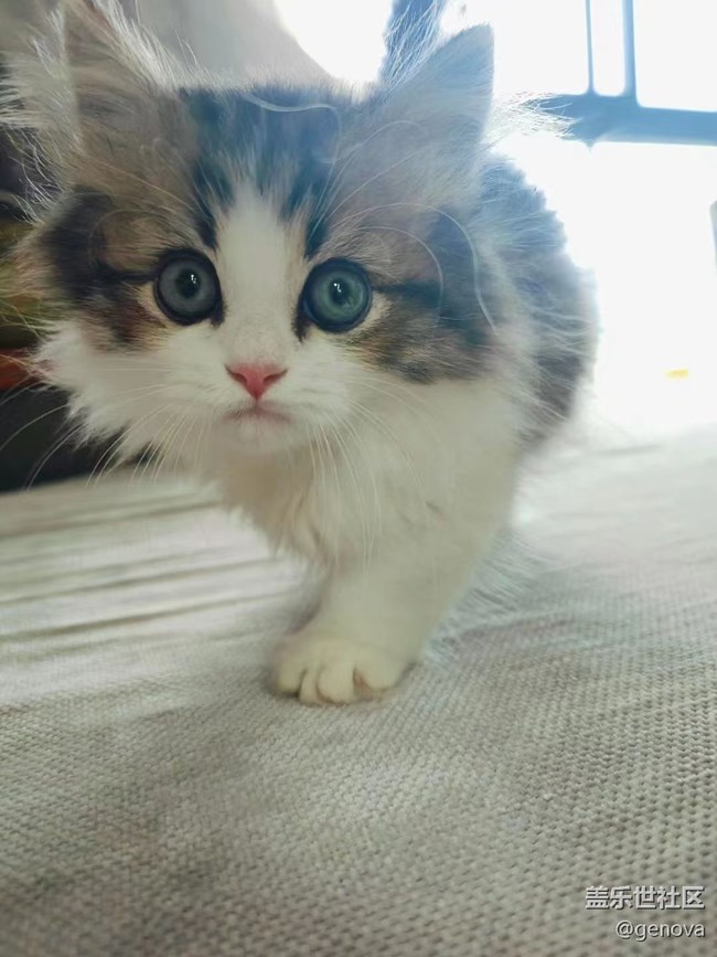 【萌萌的寵物】咪咪