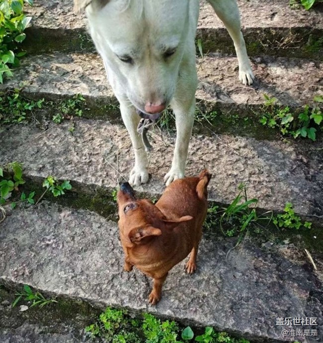 【萌萌的寵物】遛狗