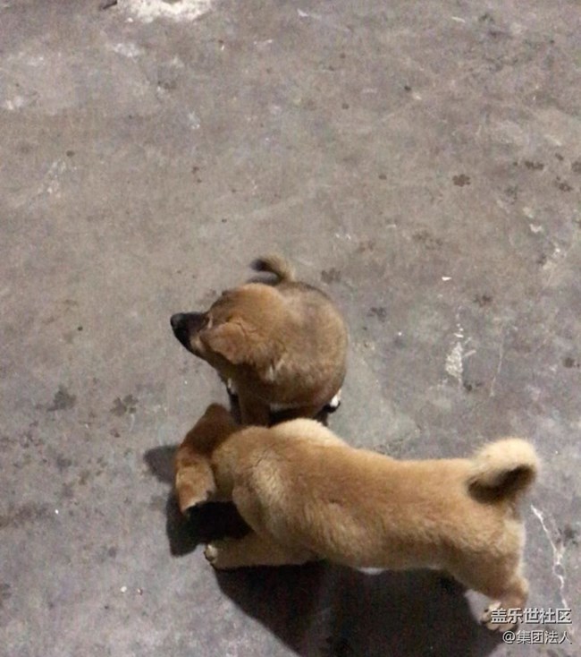 【萌萌的寵物】狗蛋