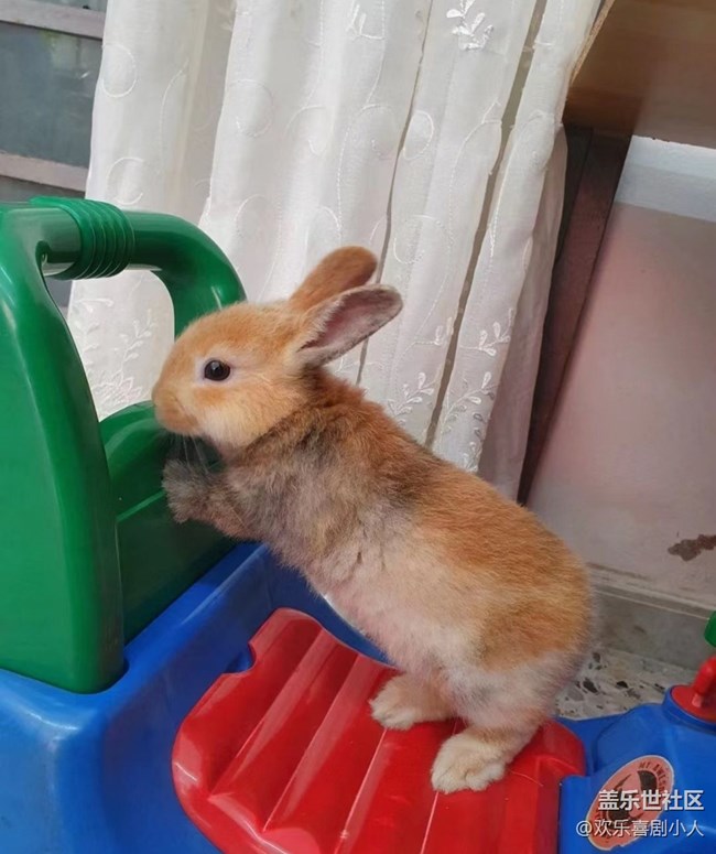 【萌萌的寵物】小兔兔