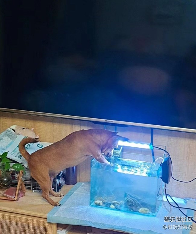 【萌萌的寵物】狗狗