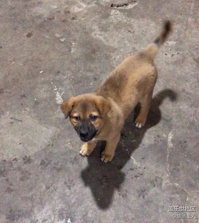 【萌萌的寵物】狗蛋