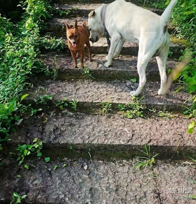 【萌萌的寵物】遛狗