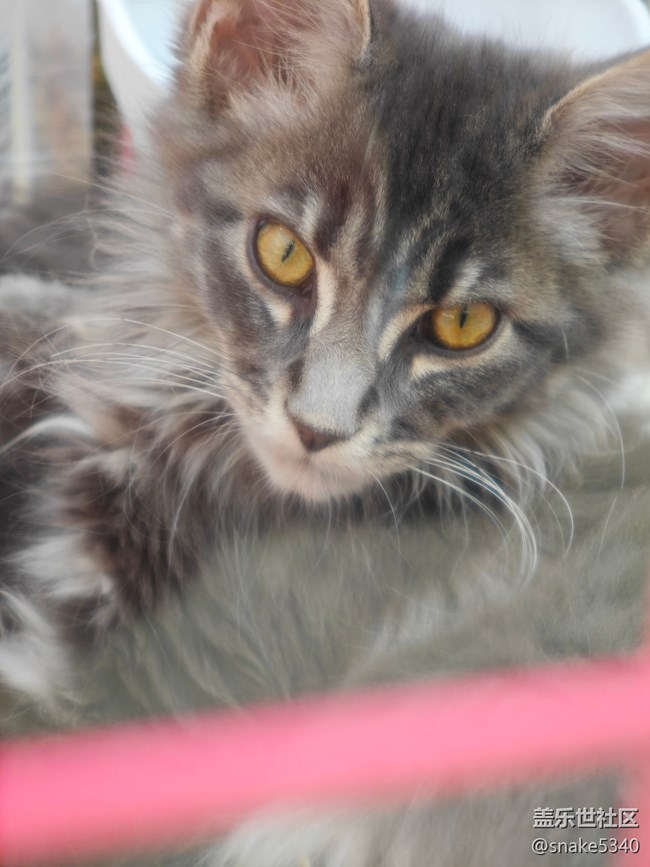 【十月的蜀國(guó)】+ 可愛(ài)小貓