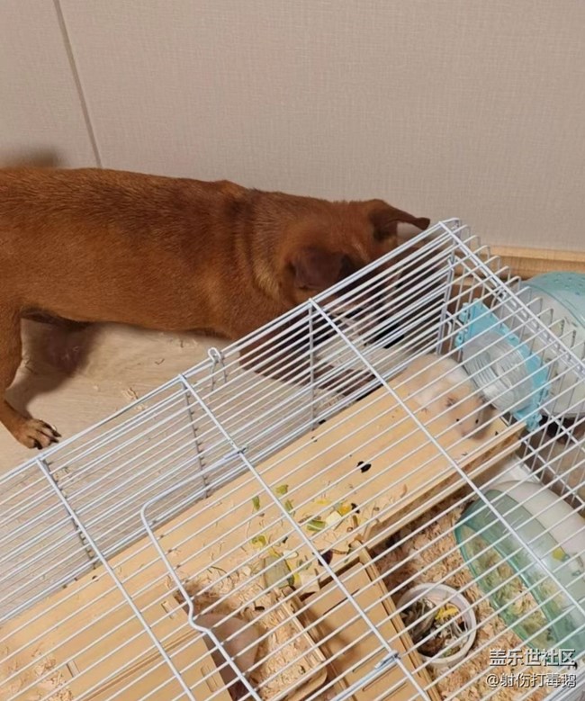 【萌萌的寵物】狗狗