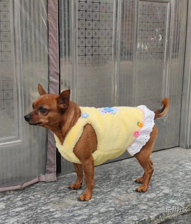 【萌萌的寵物】開心小伙