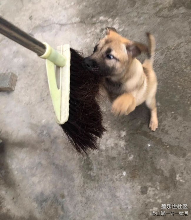 【萌萌的寵物】小土狗