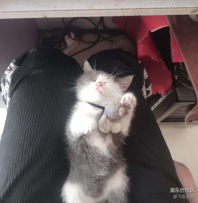 【萌萌的寵物】貓貓