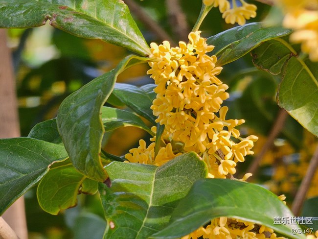 我拍的10倍鏡，無發(fā)白問題